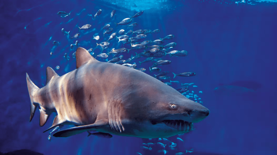Seville Aquarium: Entry Ticket
